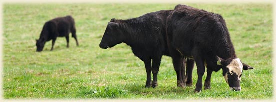 Three cows grazing