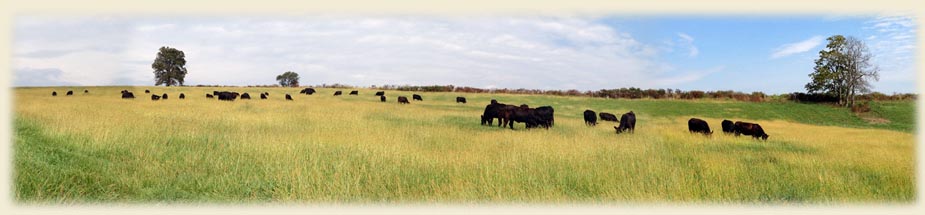 Cows grazing