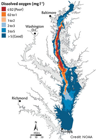 Dead zone in Chesapeake Bay