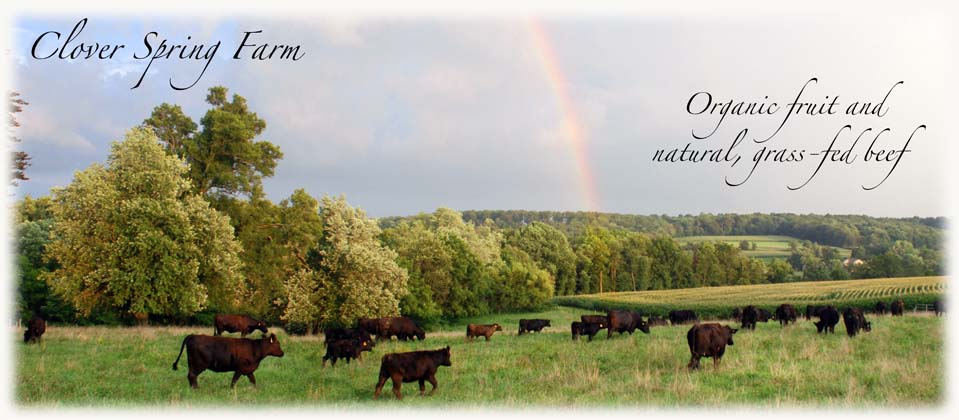 Cows in pasture title